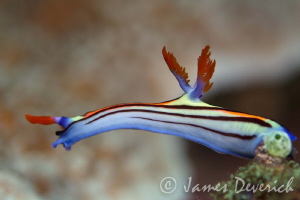 Nembrotha Aurea by James Deverich 